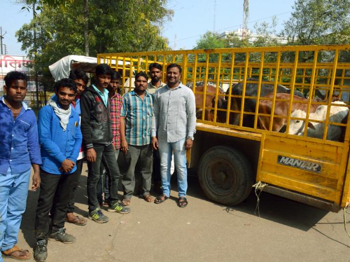 13 cows entrusted to the Goshala | गोशाळेकडे सोपविल्या १३ गायी 13 cows entrusted to the Goshala | गोशाळेकडे सोपविल्या १३ गायी