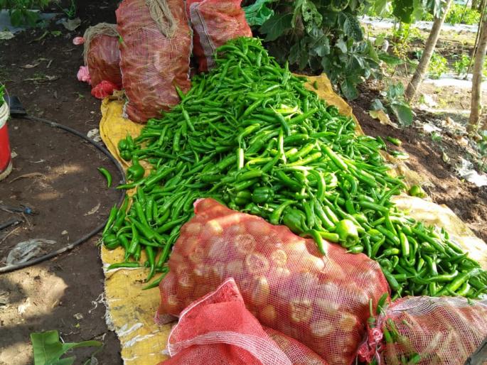 Chilli chilli, financial crisis on farmers due to lack of cost: Concerns not being spent | दर नसल्याने मिरची तिखट, शेतकऱ्यांवर आर्थिक संकट : खर्चही निघत नसल्याने चिंता Chilli chilli, financial crisis on farmers due to lack of cost: Concerns not being spent | दर नसल्याने मिरची तिखट, शेतकऱ्यांवर आर्थिक संकट : खर्चही निघत नसल्याने चिंता