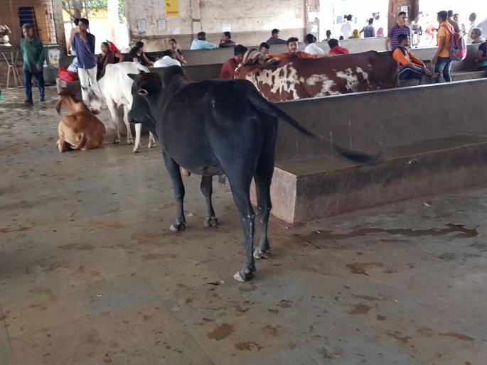 Chopda became bus resort for cattle herds | चोपडा बस आगार बनले गुरांचा गोठा Chopda became bus resort for cattle herds | चोपडा बस आगार बनले गुरांचा गोठा