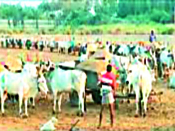 Steal sand through bullock carts from Girna river bed | गिरणा नदीच्या पात्रातून बैलगाड्यांद्वारे वाळू चोरी Steal sand through bullock carts from Girna river bed | गिरणा नदीच्या पात्रातून बैलगाड्यांद्वारे वाळू चोरी