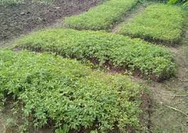 Due to lack of demand, seedlings are burnt | मागणीअभावी रोपे उकिरड्यावर Due to lack of demand, seedlings are burnt | मागणीअभावी रोपे उकिरड्यावर