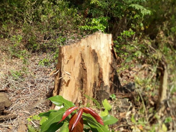 The slaughter of eight sandalwood trees in the Saler reserve forest area | साल्हेर राखीव वनक्षेत्रातील चंदनाच्या आठ झाडांची कत्तल The slaughter of eight sandalwood trees in the Saler reserve forest area | साल्हेर राखीव वनक्षेत्रातील चंदनाच्या आठ झाडांची कत्तल