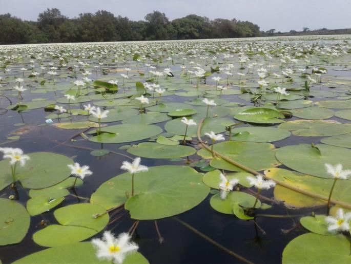  Kass Plateau: One lakh tourists visited the sunset during the flowering season | कास पठार : फुलांच्या पर्वणीचा सूर्याेदय मावळला हंगामात एक लाख पर्यटकांनी दिली भेट