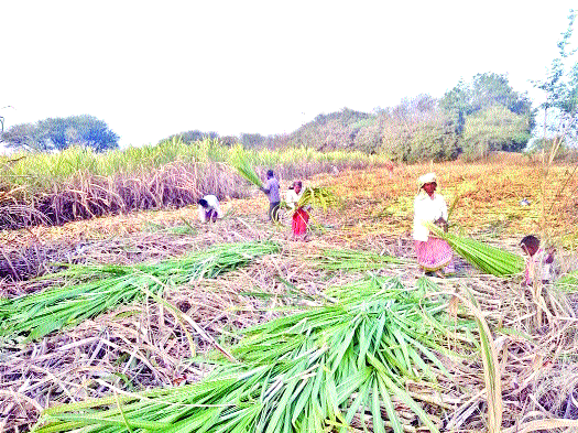 Festivals, we have had a stomach; Care for the family's sweetness; Solapur district's labor force in Satara | सण कुठला, आम्हाला पोटाचं पडलंय; कुटुंबाच्या गोडीसाठी हातात कोयता; सोलापूर जिल्ह्यातील मजूर साताऱ्यात Festivals, we have had a stomach; Care for the family's sweetness; Solapur district's labor force in Satara | सण कुठला, आम्हाला पोटाचं पडलंय; कुटुंबाच्या गोडीसाठी हातात कोयता; सोलापूर जिल्ह्यातील मजूर साताऱ्यात