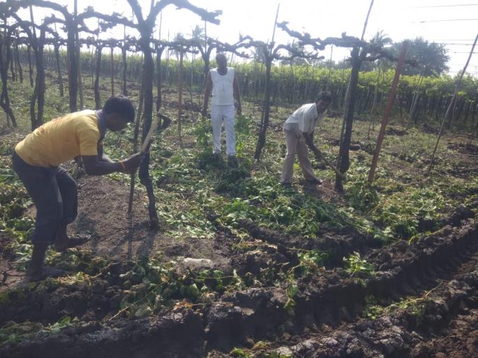  The vineyard is in danger | द्राक्षपंढरी धोक्यात !