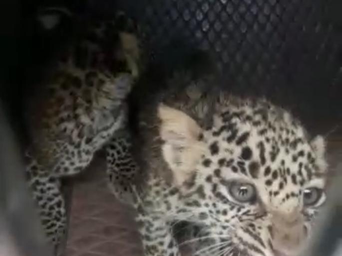 When he saw the calves his motherhood! | बछड्यांना पाहताच पाझरले तिचे मातृत्व!