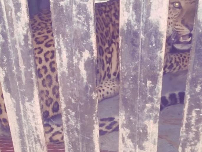 A second detainer in eight days in Vichuradalvi Shivar | विंचुरदळवी शिवारात आठ दिवसात दुसरा बिबट्या जेरबंद A second detainer in eight days in Vichuradalvi Shivar | विंचुरदळवी शिवारात आठ दिवसात दुसरा बिबट्या जेरबंद