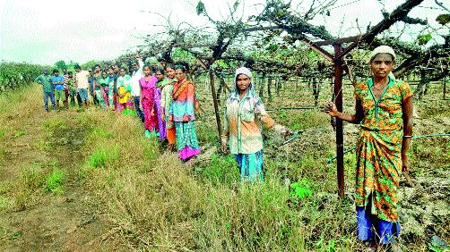 Start pruning the vineyard | द्राक्षबागा छाटणीस प्रारंभ