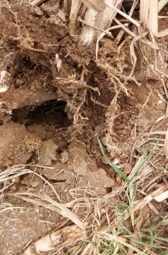 Invasion of Urmi Disease in Saiga Nagar area | सायगाव परिसरात उसावर हुमनी रोगाचे आक्रमण Invasion of Urmi Disease in Saiga Nagar area | सायगाव परिसरात उसावर हुमनी रोगाचे आक्रमण