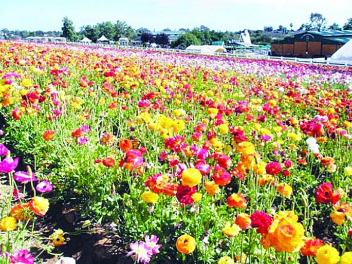 Flower cultivation will now flourish under MNREGA | आता रोजगार हमी योजनेंतर्गत बहरणार फुलशेती Flower cultivation will now flourish under MNREGA | आता रोजगार हमी योजनेंतर्गत बहरणार फुलशेती