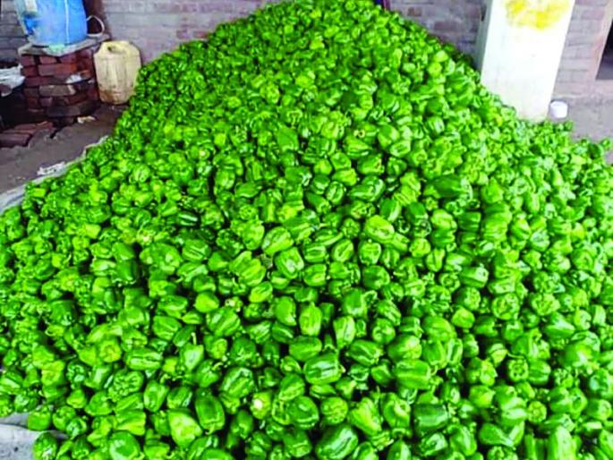 350 quintals of pepper in one acre! | एक एकरात सिमला मिरचीचे ३५० क्विंटल उत्पादन! 350 quintals of pepper in one acre! | एक एकरात सिमला मिरचीचे ३५० क्विंटल उत्पादन!