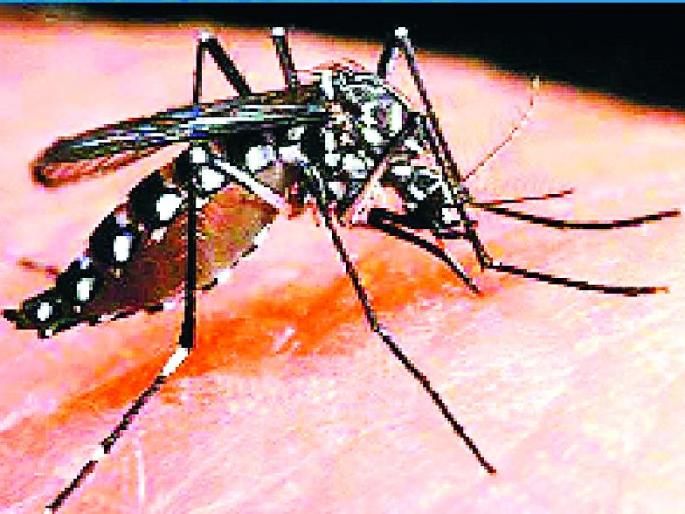 Ten dengue patients found in Sainagar | साईनगरात आढळले डेंग्यूचे दहा रुग्ण Ten dengue patients found in Sainagar | साईनगरात आढळले डेंग्यूचे दहा रुग्ण