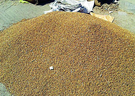 Warehouse problem for the purchase of tea | चण्याच्या खरेदीला गोदामाची समस्या