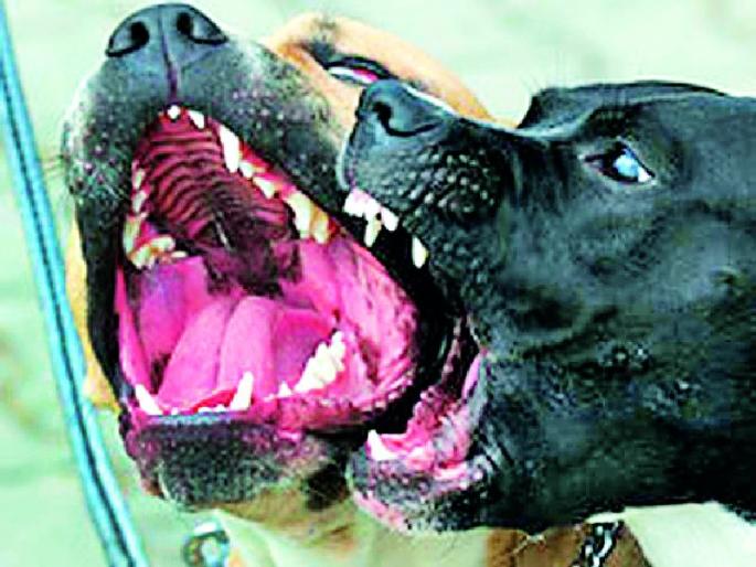 Citizens in danger due to dead dogs with poisonous | पिसाळलेल्यांसह मोकाट श्वानांमुळे नागरिक दहशतीत Citizens in danger due to dead dogs with poisonous | पिसाळलेल्यांसह मोकाट श्वानांमुळे नागरिक दहशतीत