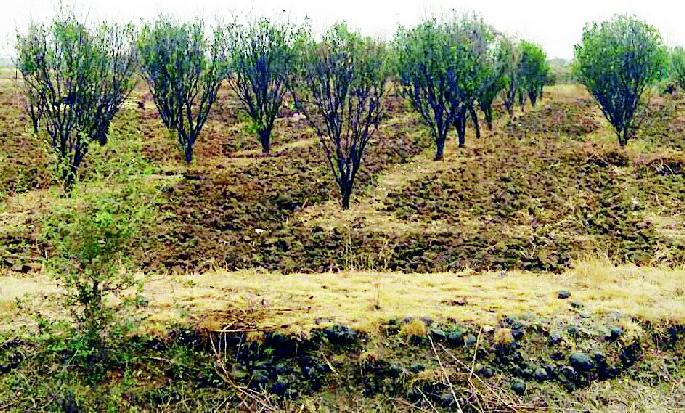 Tropical orbital heat | उष्णतामानाने संत्राबागा करपल्या Tropical orbital heat | उष्णतामानाने संत्राबागा करपल्या