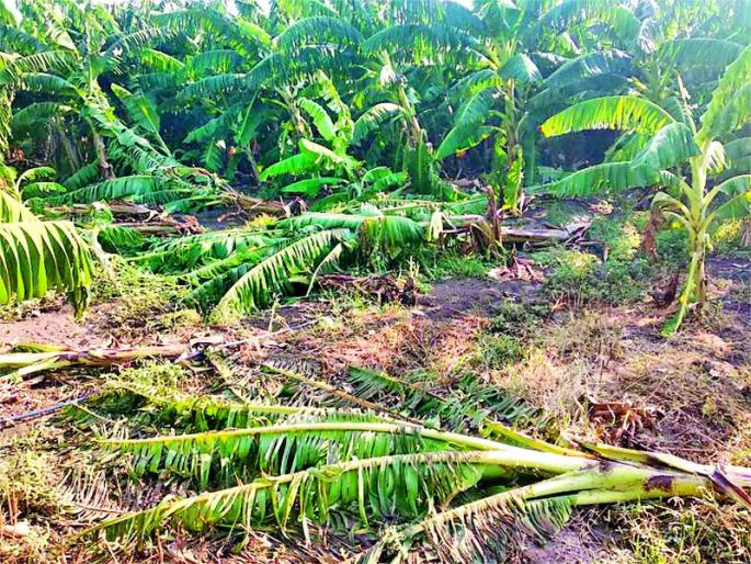 In nature effect on eighteen hundred farmers | निसर्गकोपात अठराशे शेतकऱ्यांची होरपळ In nature effect on eighteen hundred farmers | निसर्गकोपात अठराशे शेतकऱ्यांची होरपळ