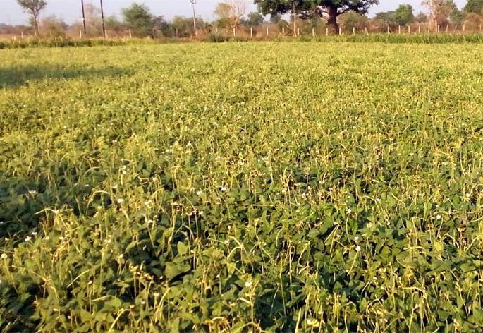Down prices for chickpeas in Wardha district | चवळीच्या शेंगांना वर्धा जिल्ह्यात कवडीमोल भाव; दारोदार विकण्याची पाळी Down prices for chickpeas in Wardha district | चवळीच्या शेंगांना वर्धा जिल्ह्यात कवडीमोल भाव; दारोदार विकण्याची पाळी