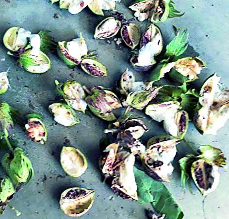 Bond is not cotton shred; The production also decreased | बोंड अळीने कापूस फुटलाच नाही; उत्पादनही घटले