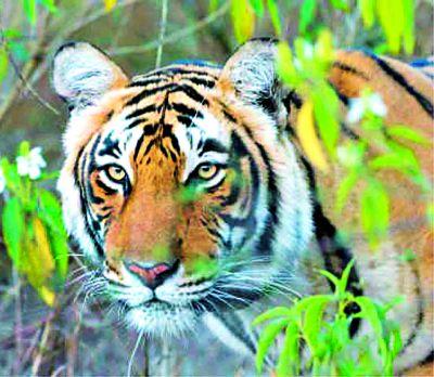Tiger killed five people including a goat | वाघाच्या हल्ल्यात पाच शेळ्यांसह गोऱ्हा ठार Tiger killed five people including a goat | वाघाच्या हल्ल्यात पाच शेळ्यांसह गोऱ्हा ठार