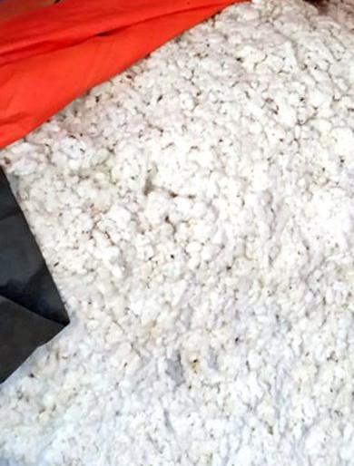 When is our number for selling cotton? Hundreds of farmers ask | कापूस विक्रीसाठी आमचा नंबर केव्हा? शेकडो शेतकरी करताहेत विचारणा When is our number for selling cotton? Hundreds of farmers ask | कापूस विक्रीसाठी आमचा नंबर केव्हा? शेकडो शेतकरी करताहेत विचारणा