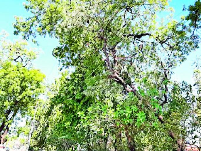 Dismal power distribution work | दिग्रस वीज वितरणचा कामात हलगर्जीपणा Dismal power distribution work | दिग्रस वीज वितरणचा कामात हलगर्जीपणा