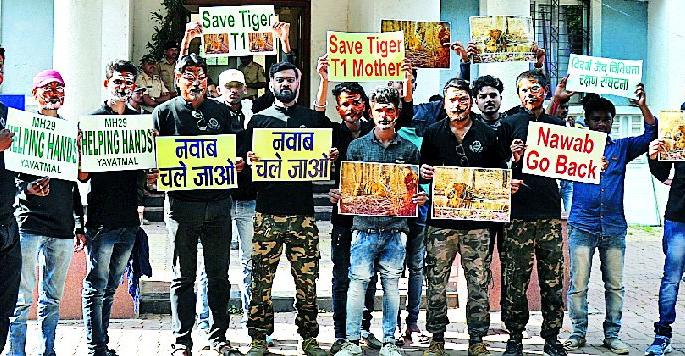 Do not kill the tiger, get caught and unconscious | वाघाला मारू नका, बेशुद्ध करून पकडा Do not kill the tiger, get caught and unconscious | वाघाला मारू नका, बेशुद्ध करून पकडा