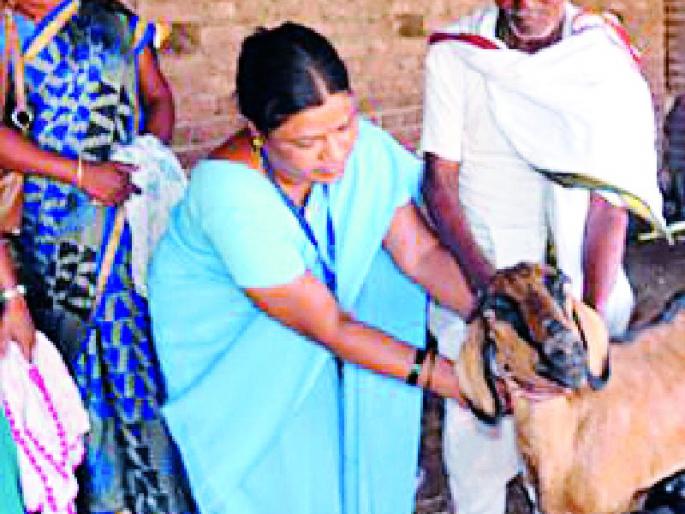 Goats for ATMs for Dahely villagers | दहेली गावकऱ्यांसाठी शेळ्या बनल्या एटीएम