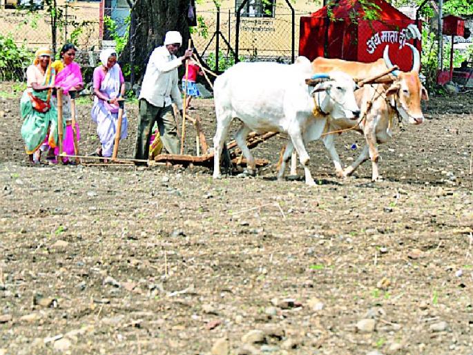 Sowing on two lakh hectares | दोन लाख हेक्टरवर पेरणी Sowing on two lakh hectares | दोन लाख हेक्टरवर पेरणी