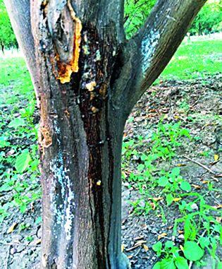 Orange Danger in 'Dinkya' | ‘डिंक्या’मुळे संत्रा धोक्यात Orange Danger in 'Dinkya' | ‘डिंक्या’मुळे संत्रा धोक्यात