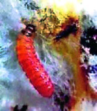 Details of loss sought by Agriculture Department | कृषी विभागाने मागविला बोंडअळीमुळे झालेल्या नुकसानाचा तपशील!