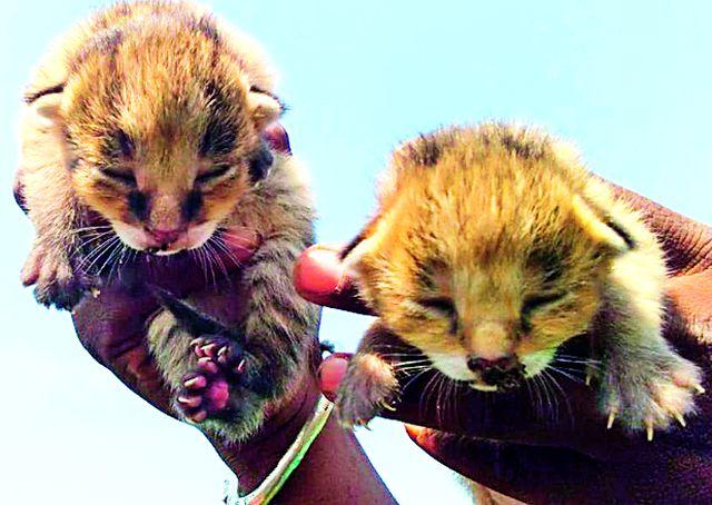 In Taghogrha Ralegaon taluka, Talsa wagha's 'Pillansaha Darshan' appeared | वाघग्रस्त राळेगाव तालुक्यात ‘तडशा वाघा’चे पिलांसह दर्शन