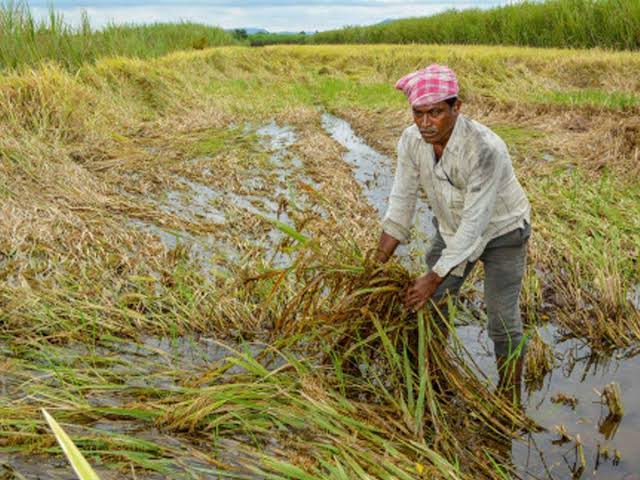 40 lakh 37 thousand hectares affected by heavy rains in the state | राज्यात ४० लाख ३७ हजार हेक्टर क्षेत्राला वादळी पावसाचा फटका ; पंचनामे पूर्ण 40 lakh 37 thousand hectares affected by heavy rains in the state | राज्यात ४० लाख ३७ हजार हेक्टर क्षेत्राला वादळी पावसाचा फटका ; पंचनामे पूर्ण