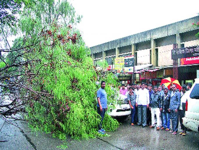 Neem tree near Meher signals fell | मेहेर सिग्नलजवळ कडुलिंबाचे झाड पडले Neem tree near Meher signals fell | मेहेर सिग्नलजवळ कडुलिंबाचे झाड पडले
