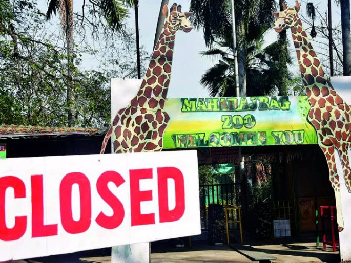 The Maharaja Bagh zoo locked the in Nagpur due to corona | कोरोनामुळे नागपुरातील महाराज बाग प्राणिसंग्रहालयाला कुलूप The Maharaja Bagh zoo locked the in Nagpur due to corona | कोरोनामुळे नागपुरातील महाराज बाग प्राणिसंग्रहालयाला कुलूप