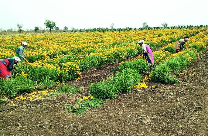 Flowers withered in lockdown, goods had to be sold at Rs 10 | लॉकडाऊनमध्ये फुले कोमेजली, ५ ते १० रुपये किलोने विकावा लागला माल  Flowers withered in lockdown, goods had to be sold at Rs 10 | लॉकडाऊनमध्ये फुले कोमेजली, ५ ते १० रुपये किलोने विकावा लागला माल