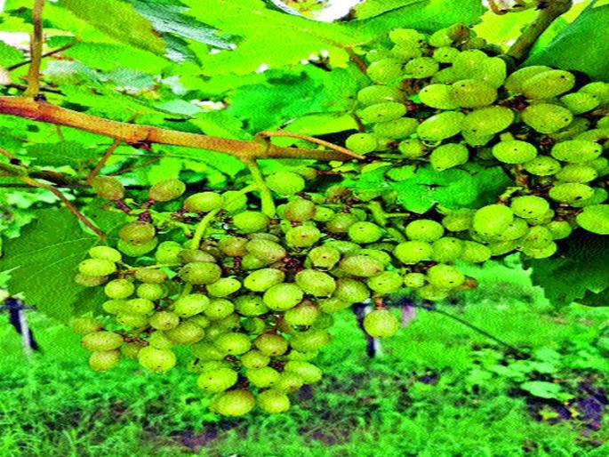 Consumer Justice firm boasts of crop insurance company | पीकविमा कंपनीला ग्राहक न्यायमंचचा दणका  Consumer Justice firm boasts of crop insurance company | पीकविमा कंपनीला ग्राहक न्यायमंचचा दणका