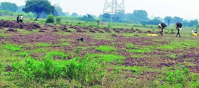 Farmers' Dussehra became bitter | शेतकऱ्यांचा दसरा झाला कडवट Farmers' Dussehra became bitter | शेतकऱ्यांचा दसरा झाला कडवट