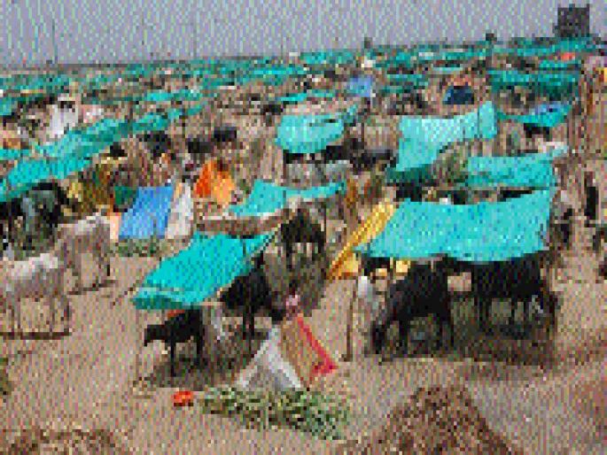Livestock camps of donation | दावणीचे पशुधन छावणीच्या आश्रयाला Livestock camps of donation | दावणीचे पशुधन छावणीच्या आश्रयाला