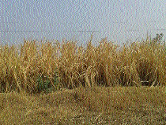 Sugarcane wasted due to water! | पाण्याअभावी झाले उसाचे पाचट !