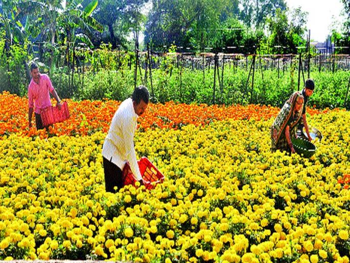Scent of flowers in the flower market | दसऱ्यानिमित्त फुलबाजारात दरवळला सुगंध