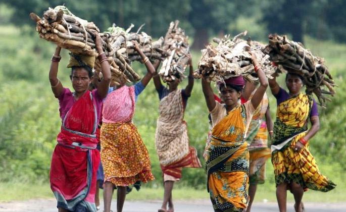 The blow of rising gas prices; Danger to fire wood picking for women | गॅसचे भाव वाढल्याचा फटका; सरपणाकरिता जीव धोक्यात The blow of rising gas prices; Danger to fire wood picking for women | गॅसचे भाव वाढल्याचा फटका; सरपणाकरिता जीव धोक्यात
