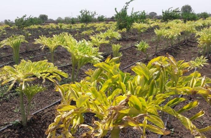  Three lakhs of turmeric crop taken on farmland | शेततळ््यावर घेतले तीन लाखांचे हळदीचे पीक