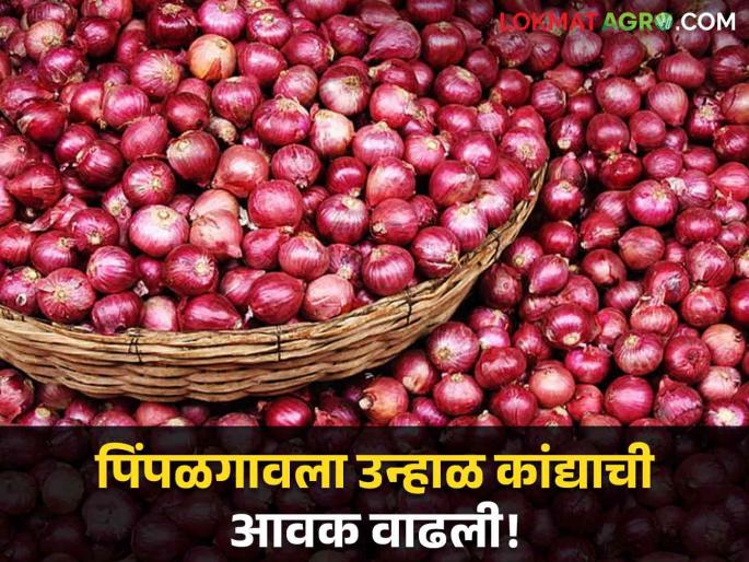 Latest News Kanda Bajarbhav todays onion market price in market yard check here kanda market | Kanda Bajarbhav : लाल कांदा आवक घटली, उन्हाळ कांद्याला काय भाव? वाचा आजचे बाजारभाव Latest News Kanda Bajarbhav todays onion market price in market yard check here kanda market | Kanda Bajarbhav : लाल कांदा आवक घटली, उन्हाळ कांद्याला काय भाव? वाचा आजचे बाजारभाव