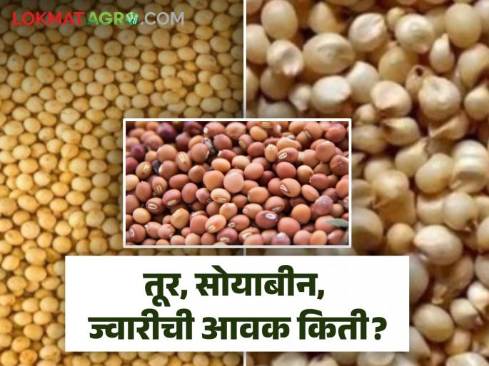 Latest News Todays price of tur, soybeans, sorghum check here Read today's market prices  | Tur, Soyabean Market : तूर, सोयाबीन, ज्वारीला सरासरी काय भाव मिळतोय? वाचा आजचे बाजारभाव  Latest News Todays price of tur, soybeans, sorghum check here Read today's market prices  | Tur, Soyabean Market : तूर, सोयाबीन, ज्वारीला सरासरी काय भाव मिळतोय? वाचा आजचे बाजारभाव