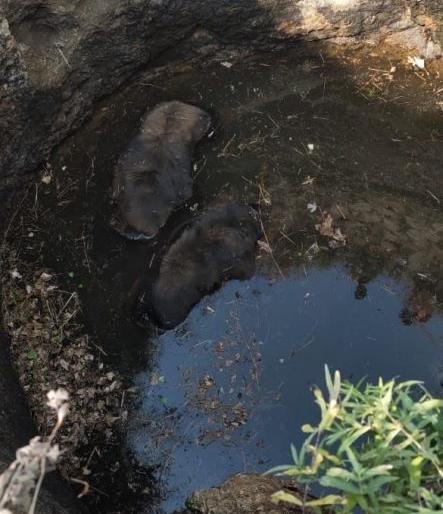 Two bear dies in falls; Events in Yavatmal district | विहिरीत पडून दोन अस्वलांचा मृत्यू; यवतमाळ जिल्ह्यातील घटना Two bear dies in falls; Events in Yavatmal district | विहिरीत पडून दोन अस्वलांचा मृत्यू; यवतमाळ जिल्ह्यातील घटना