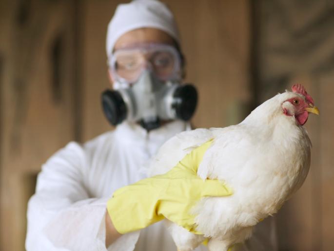 A few more hens died at Katgun | कटगुणला आणखी काही कोंबड्यांचा मृत्यू, नमूने बर्ड फ्लूच्या तपासणीला