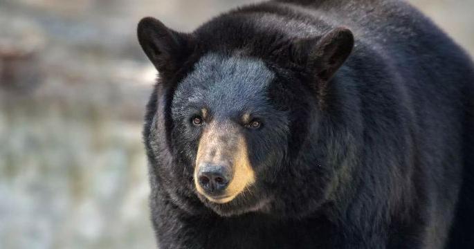 The bevy given in the morning; Balaji ward in Chandrapur blows up; | सकाळीच दिले अस्वलाने दर्शन; चंद्रपूरच्या बालाजी वॉर्डात उडाली गडबड The bevy given in the morning; Balaji ward in Chandrapur blows up; | सकाळीच दिले अस्वलाने दर्शन; चंद्रपूरच्या बालाजी वॉर्डात उडाली गडबड