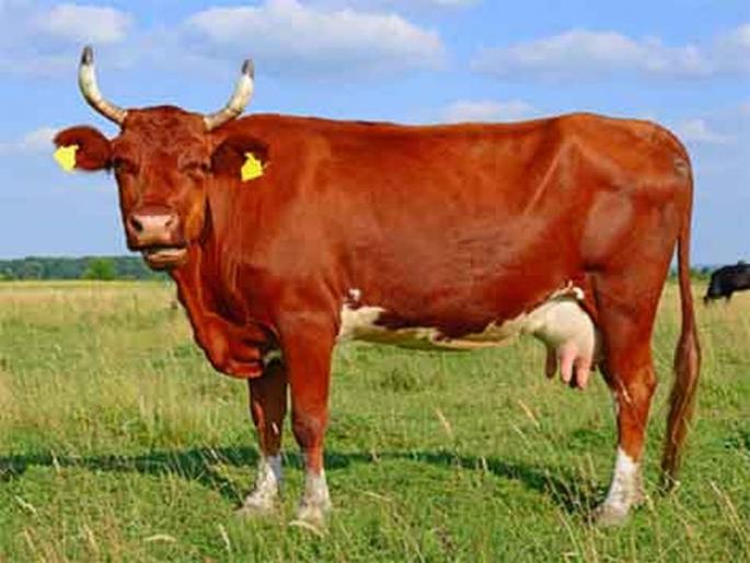 10 thousand milk animals of Dhule district got 'base' | धुळे जिल्ह्यातील १० हजार दुधाळ जनावरांना मिळाले ‘आधार’ 10 thousand milk animals of Dhule district got 'base' | धुळे जिल्ह्यातील १० हजार दुधाळ जनावरांना मिळाले ‘आधार’