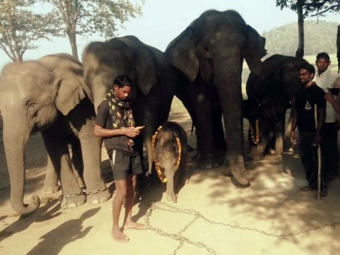 New baby arrival in Kamchalpur Elephant camp in Gadchiroli | गडचिरोलीतील कमलापूरच्या हत्ती कॅम्पमध्ये नव्या बाळहत्तीचे आगमन New baby arrival in Kamchalpur Elephant camp in Gadchiroli | गडचिरोलीतील कमलापूरच्या हत्ती कॅम्पमध्ये नव्या बाळहत्तीचे आगमन
