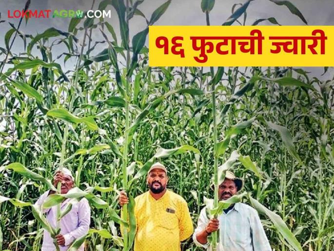 Kirtankar Maharaj Farming; The sorghum used for animal fodder grew as much as 16 feet | कीर्तनकार महाराजांची शेती; जनावरांच्या चाऱ्यासाठी केलेली ज्वारी वाढली तब्बल १६ फुट